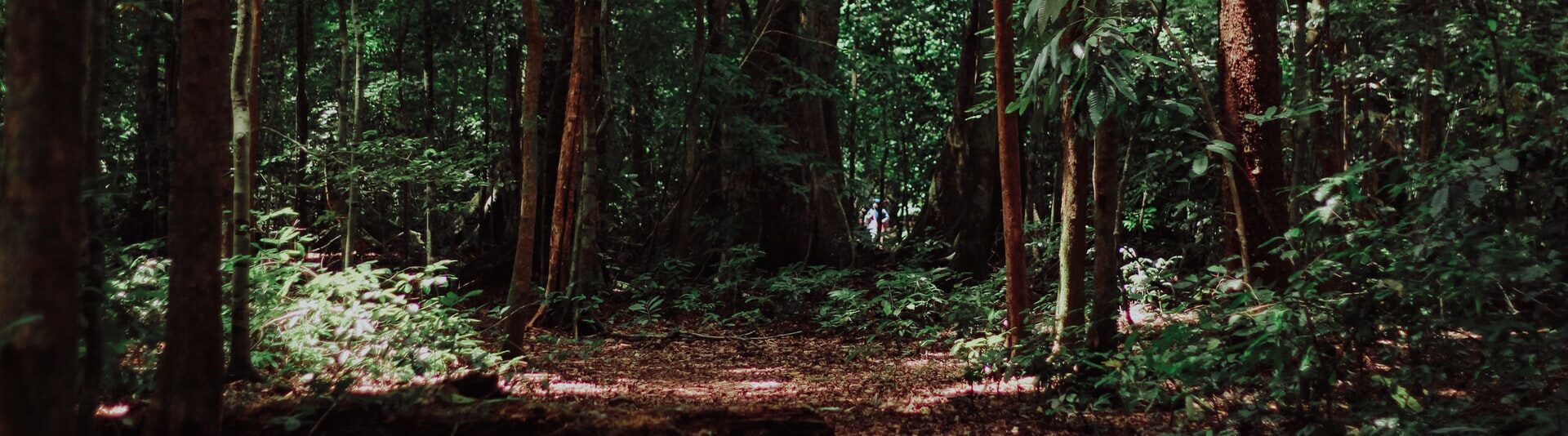 Shaded path in forest, Pulau Peucang, Indonesia